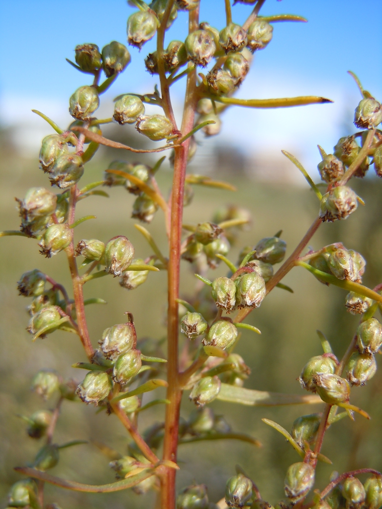 Artemisia dracunculus