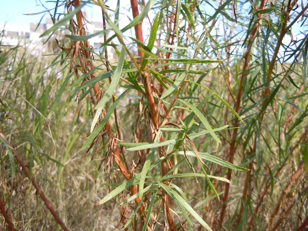 Form