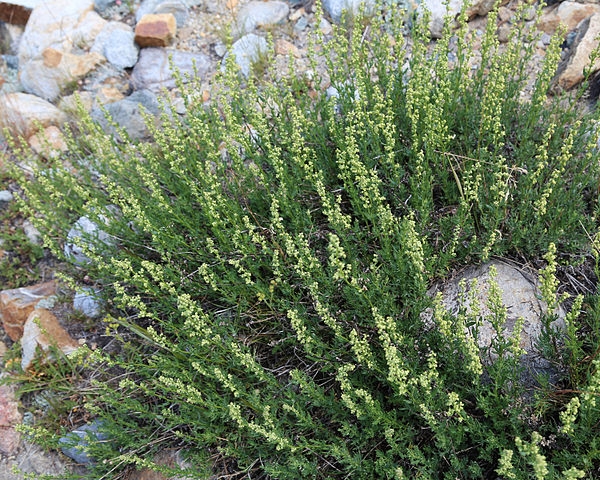 Artemisia ludoviciana in bloom