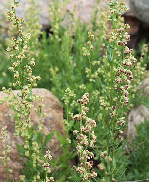 Artemisia ludoviciana