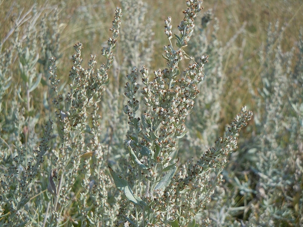 Artemisia ludoviciana