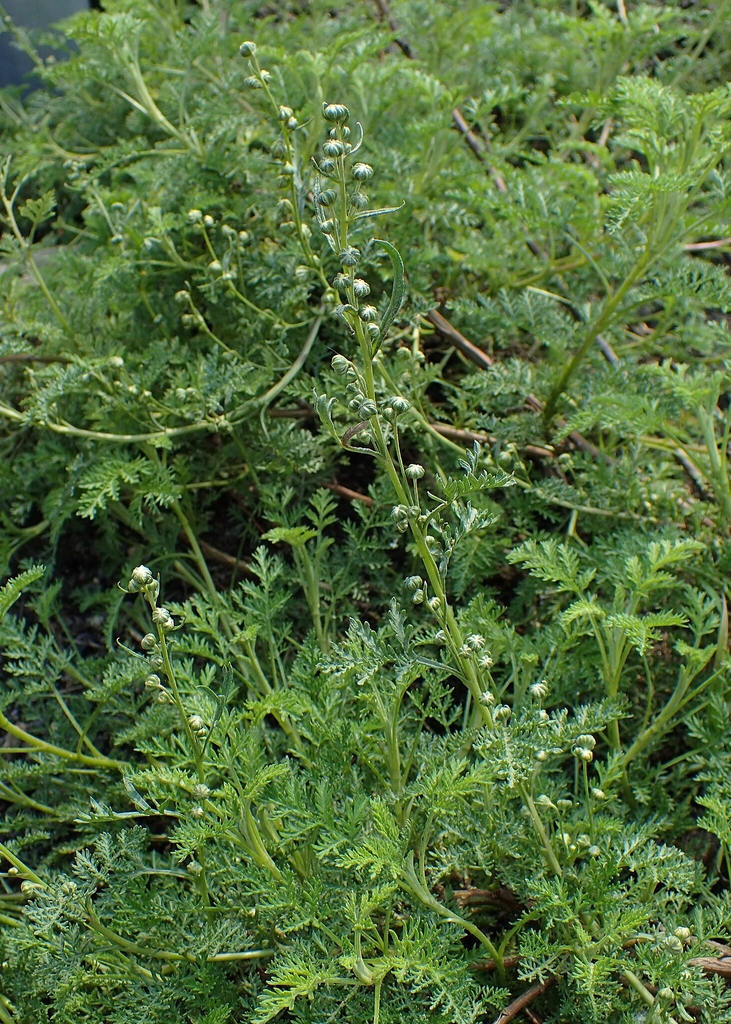 Form of A. santolinifolia