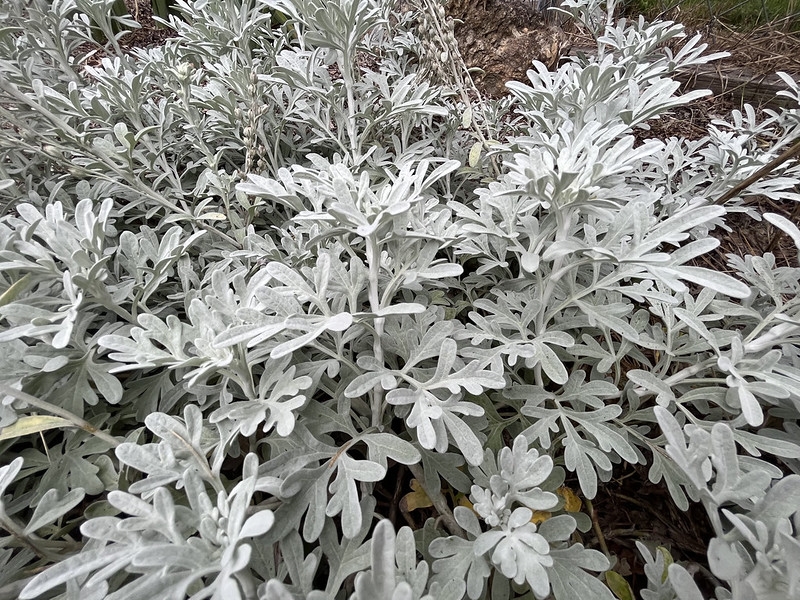 Gray pinnatifid leaves on erect shoots.
