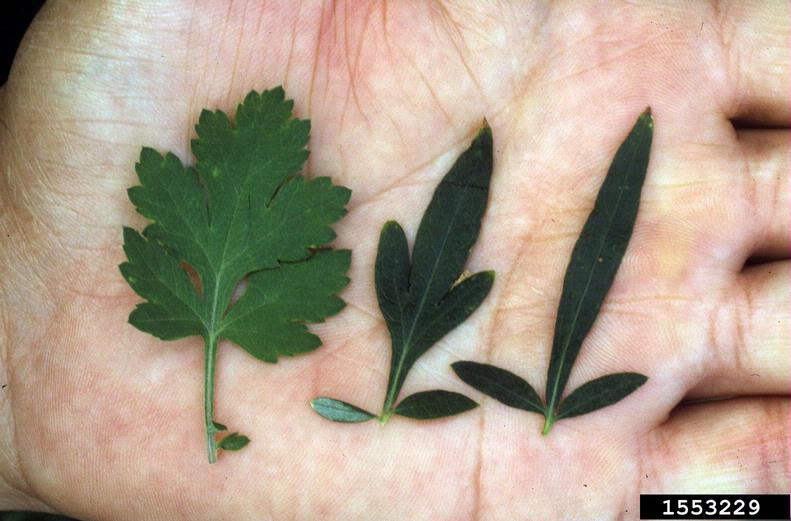 Artemisia vulgaris