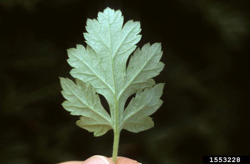 Artemisia vulgaris
