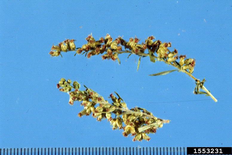 Artemisia vulgaris