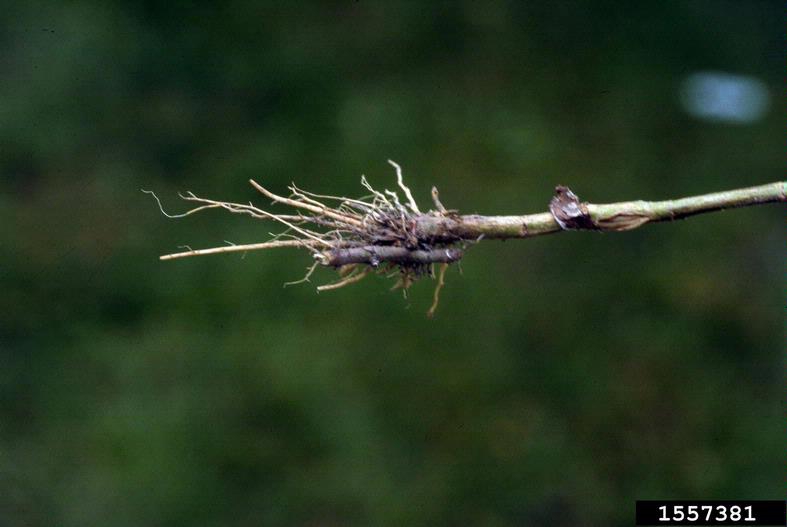 Artemisia vulgaris