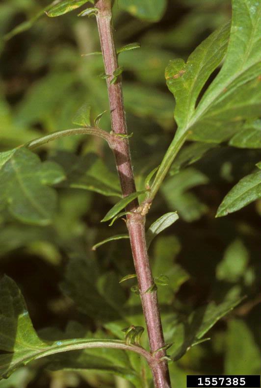 Artemisia vulgaris