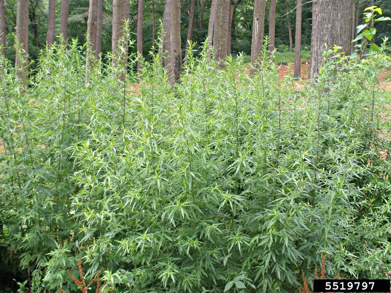Artemisia vulgaris