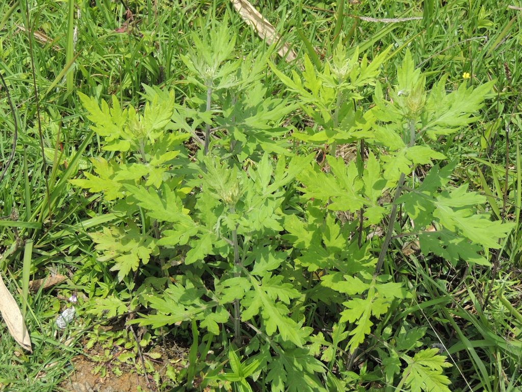 Leaves