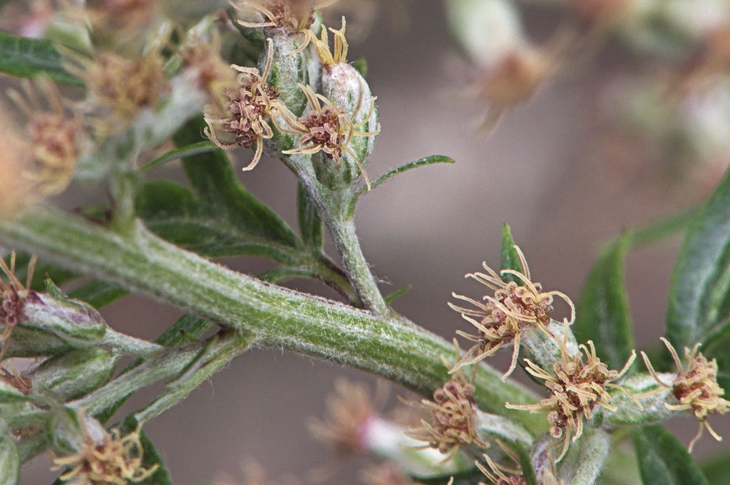 Stem, flower