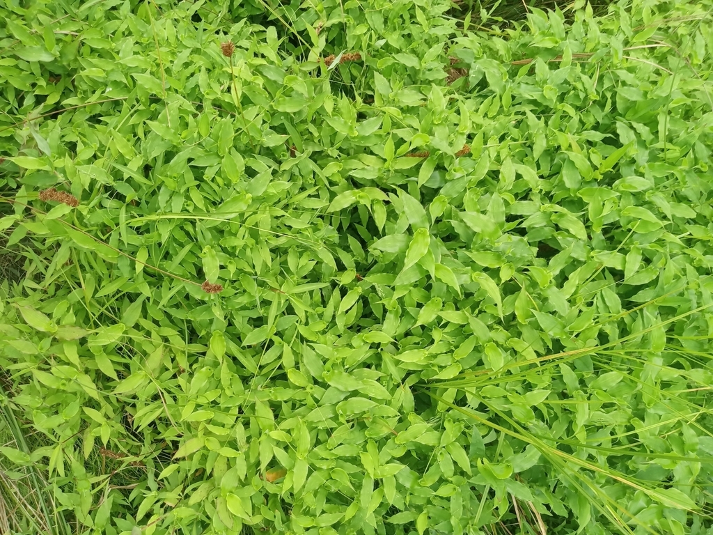 Form