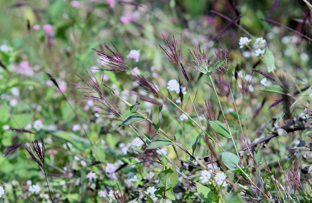 Flower spikes