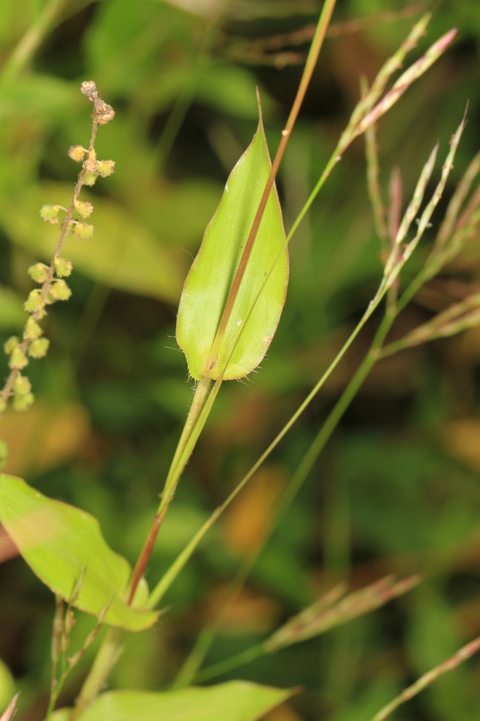 Leaf and stem
