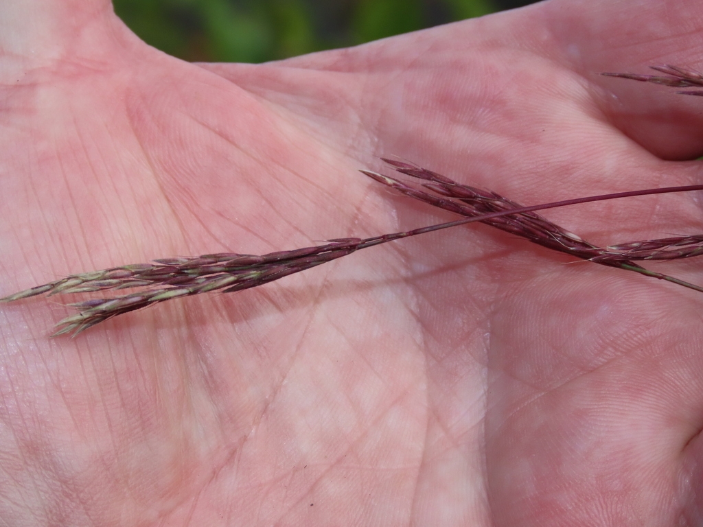 Seedhead in Oct.