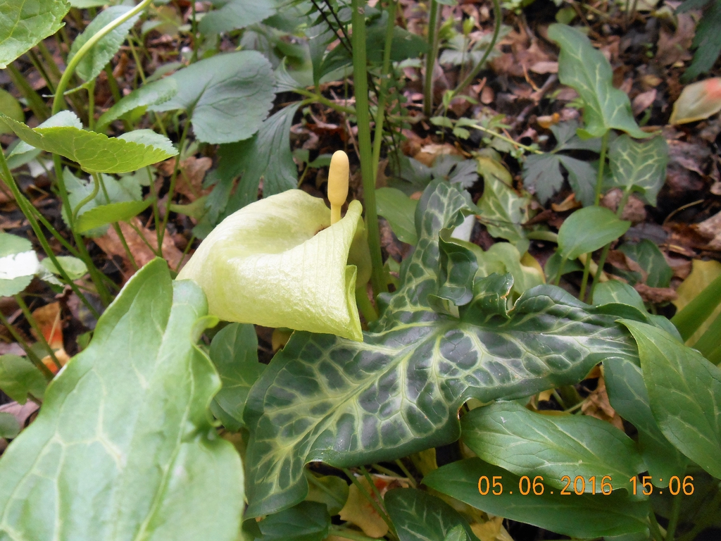 Variegated sagittate leaves & white spathe and spadix