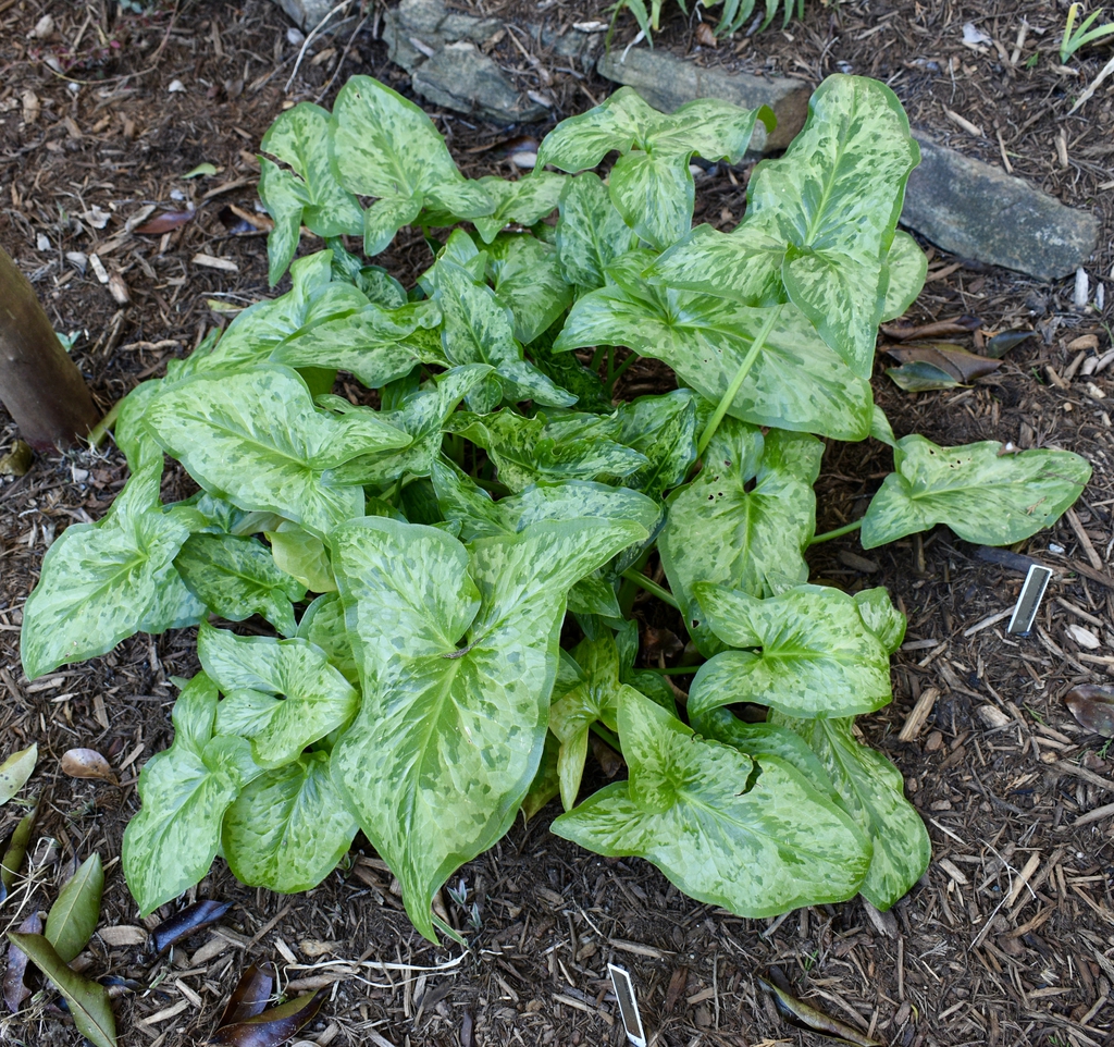 Cluster of shiny sagittate leaves with pale, blotchy variegation