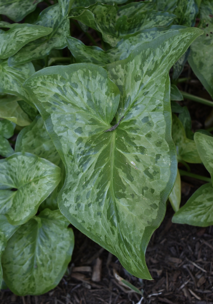 Single sagittate leaf showing blotchy, pale variegation.