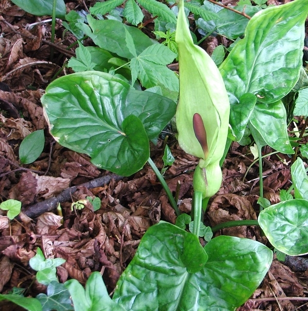 Flowers and leaves of A. maculatum