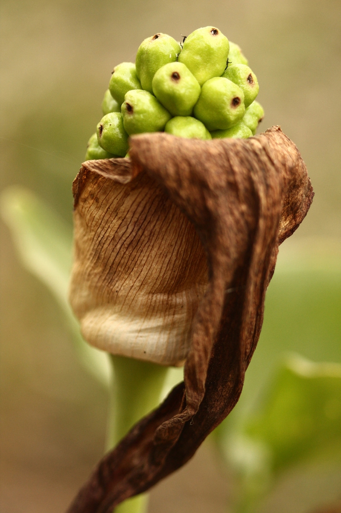 Immature fruit