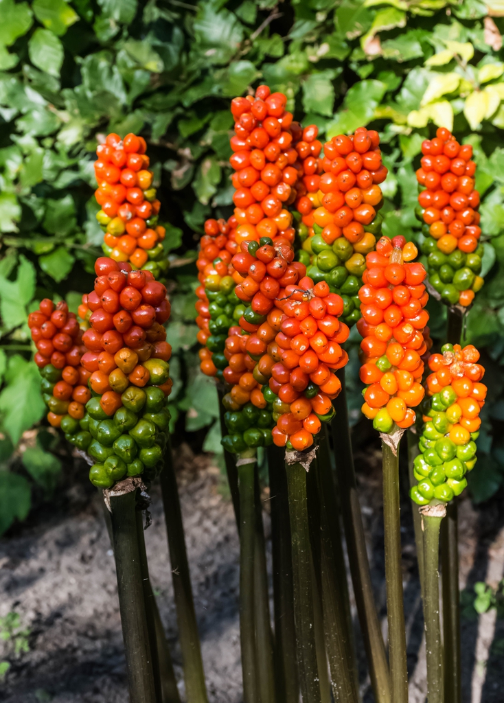 Erect spikes of spikes of orange berries.