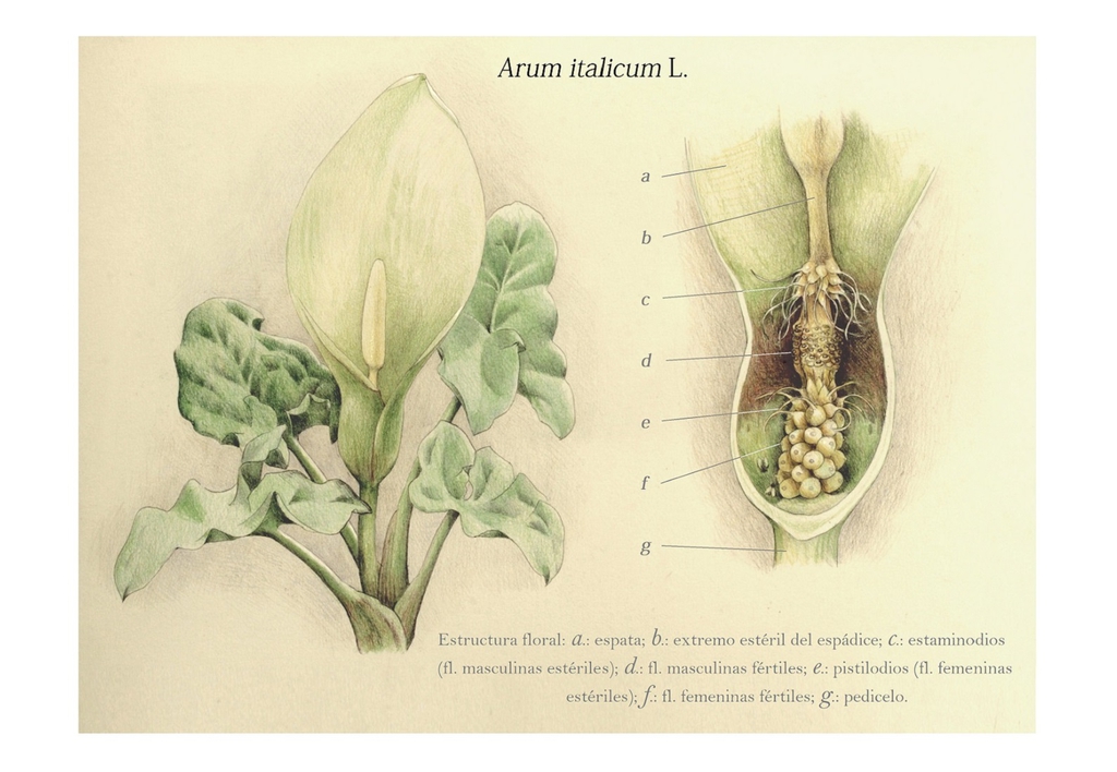 Botanical Illustration of plant & cross-section of inflorescence