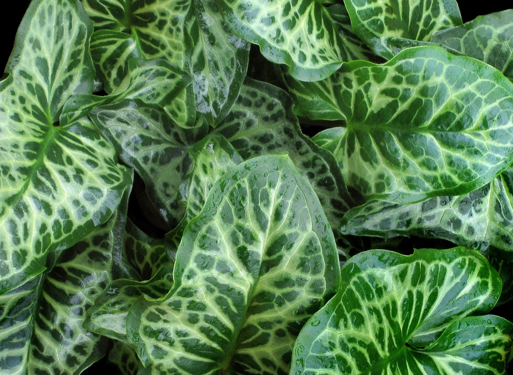 Leaves if A. italicum 'Pictum'