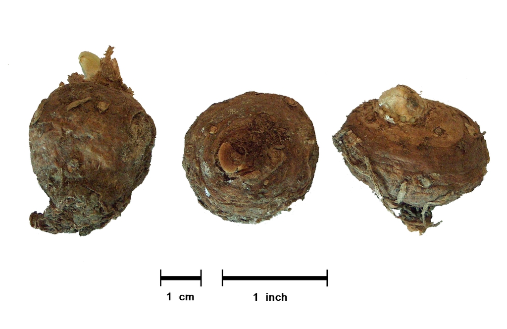 Three brown, spheroidal corms.