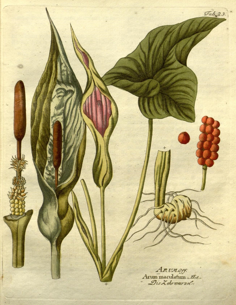 Botanical Illustration