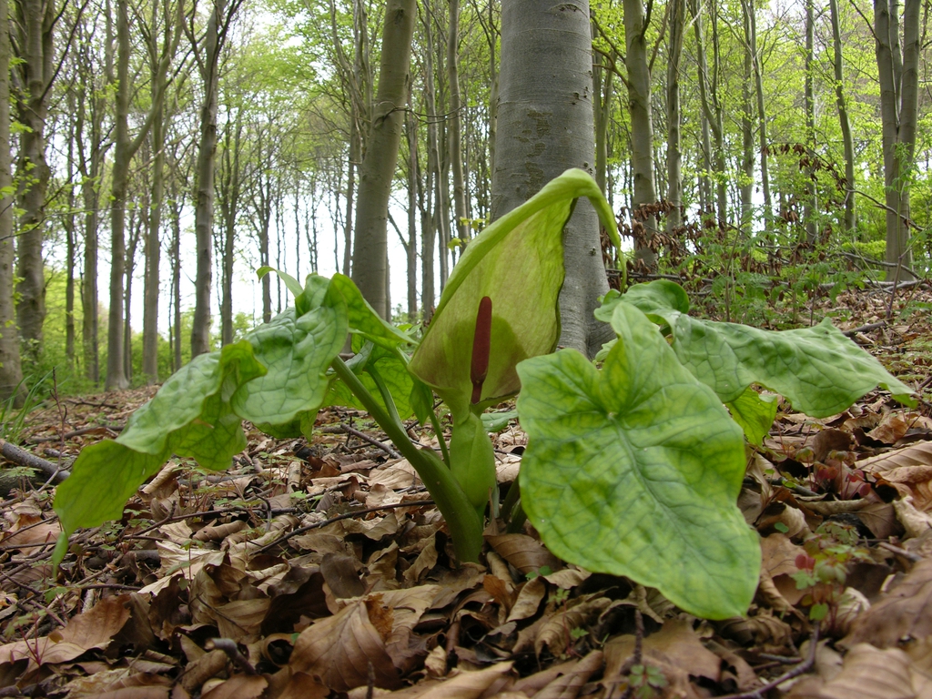 Whole plant in bloom