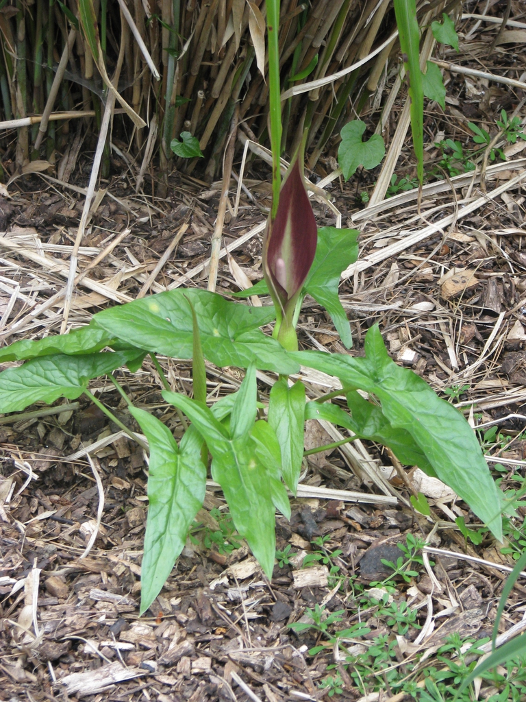 Arum maculatum in flower