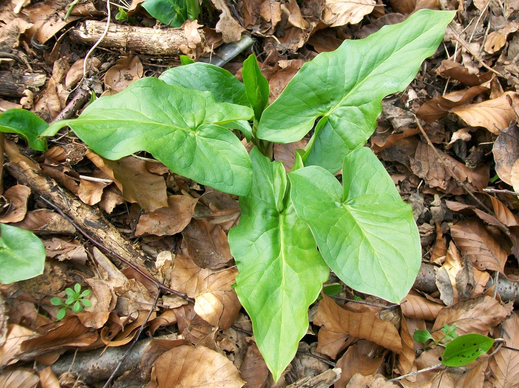 Arum Maculatum plant