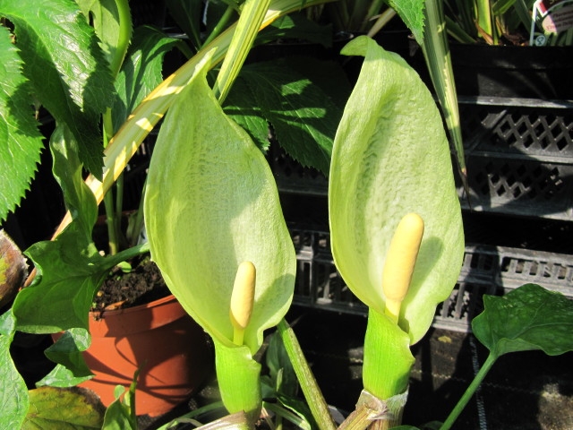 Flowers of A. maculatum