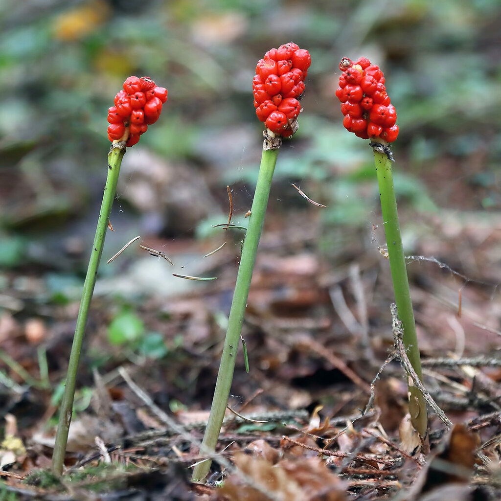 Fruits of A. maculatum