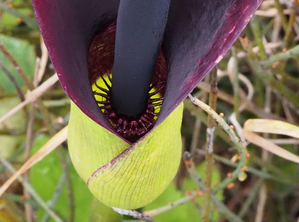 Close up of flower