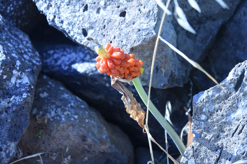Fruit