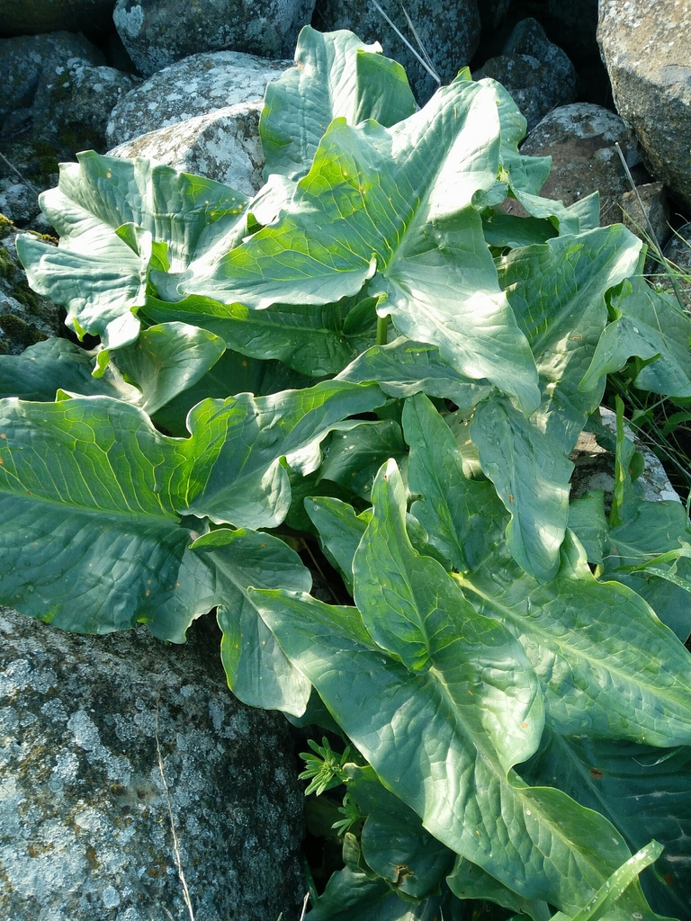 Leaves