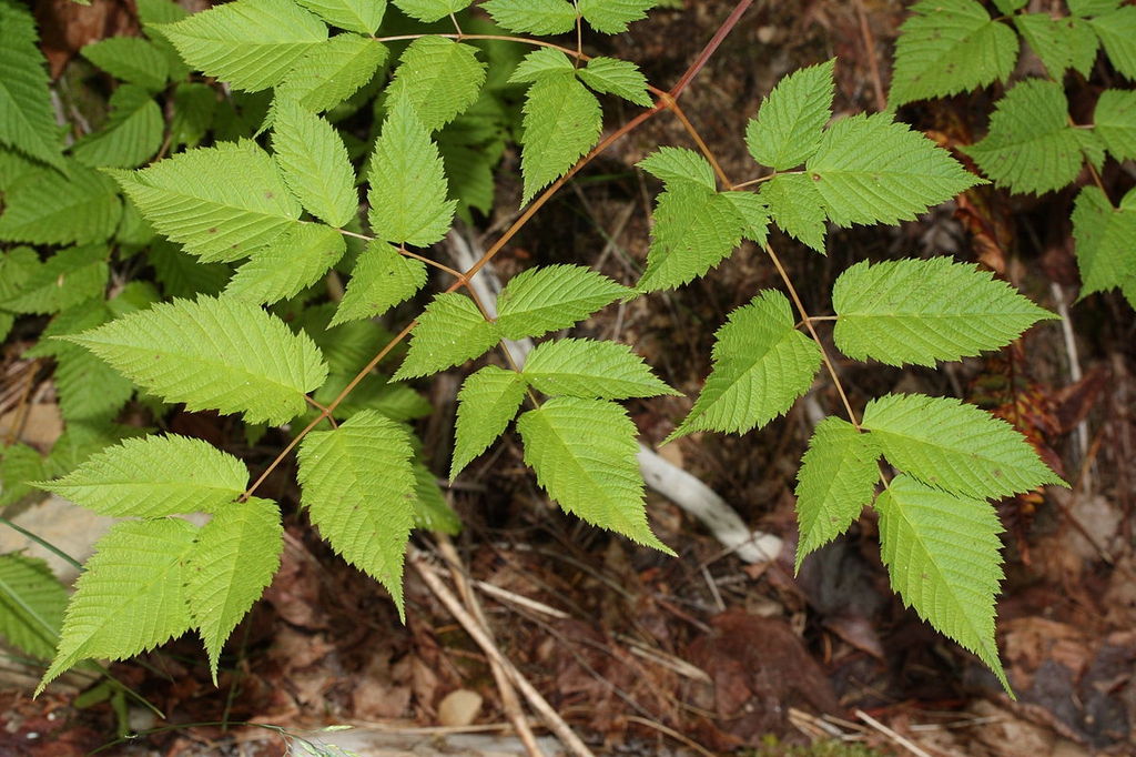 Aruncus dioicus