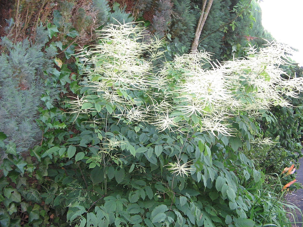 Form