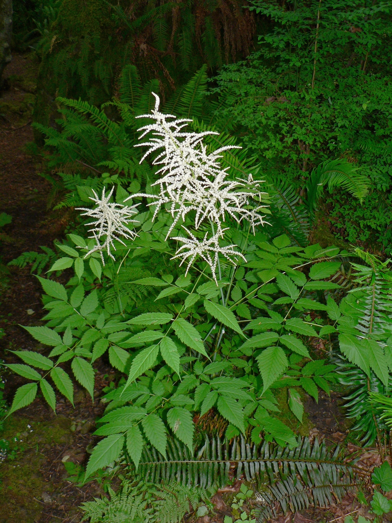Form