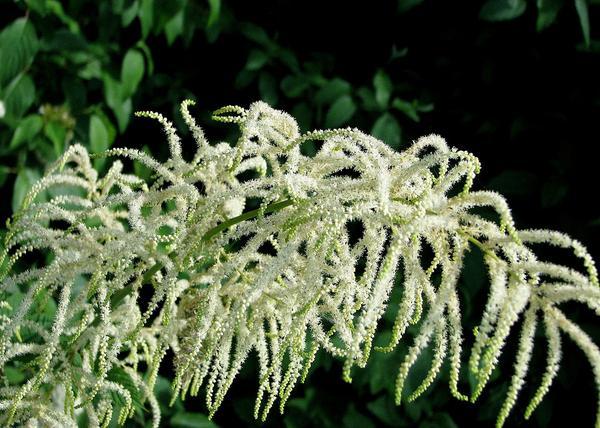Aruncus dioicus