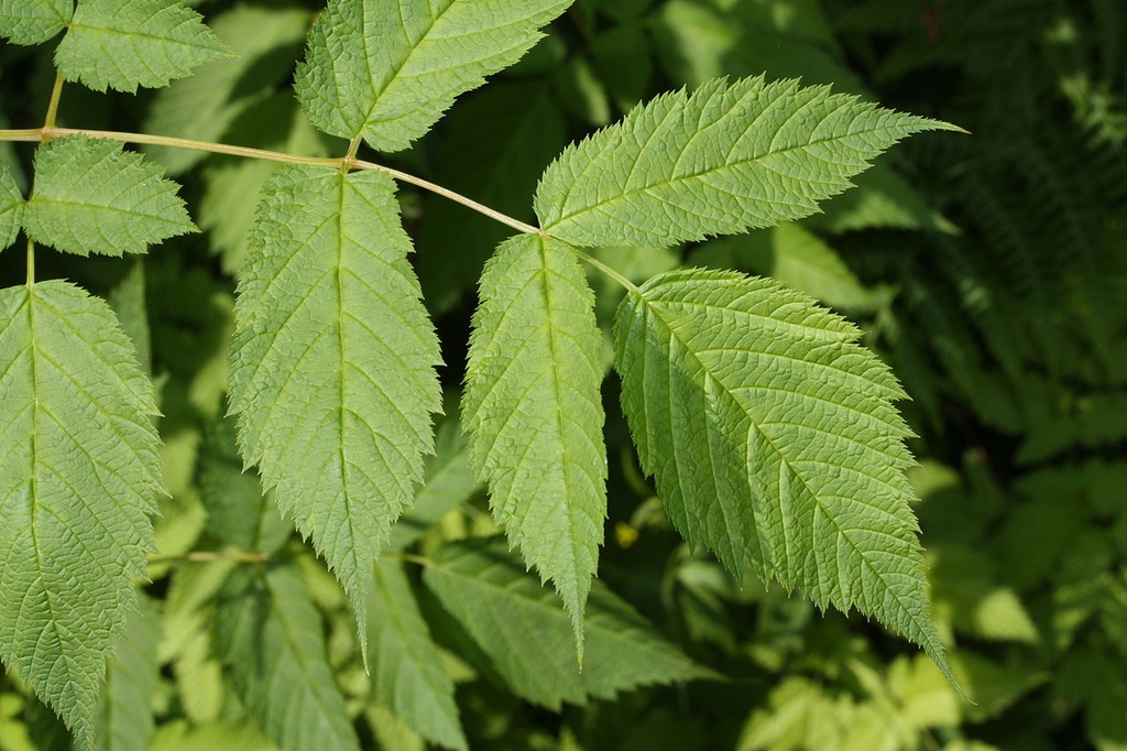 Leaf closeup