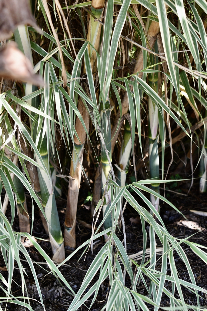 'Peppermint Stick' - Trunk - Wake Co., NC