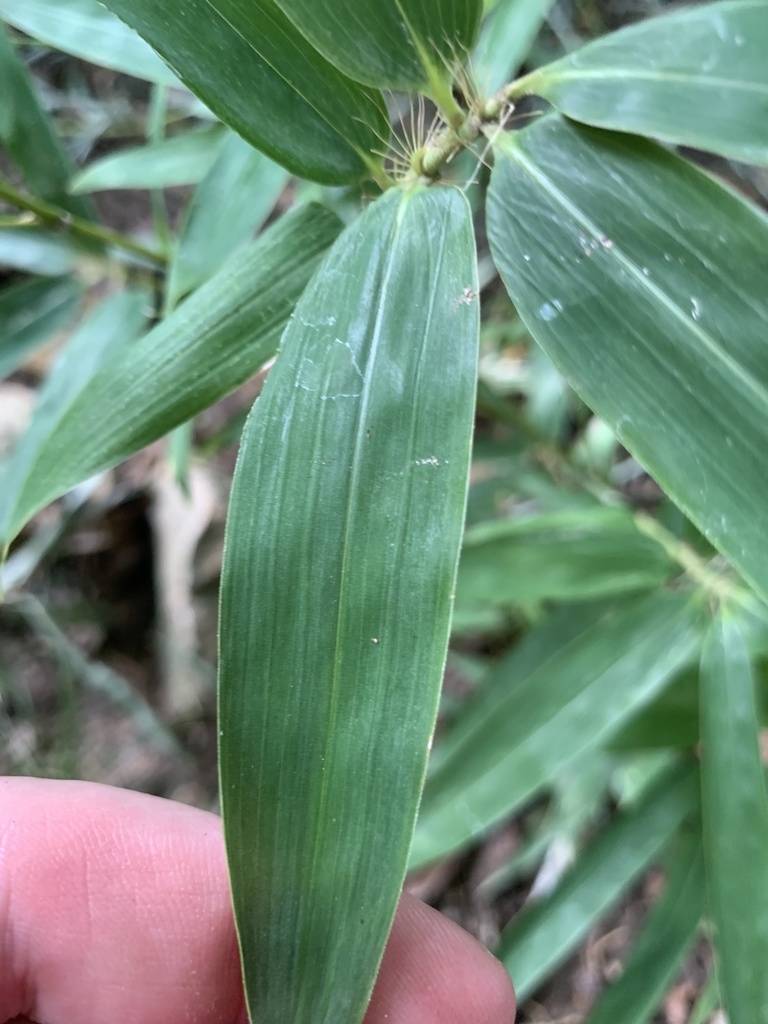 Leaf with hairs at base