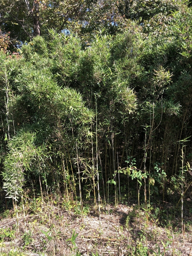 Stand of canes in TN