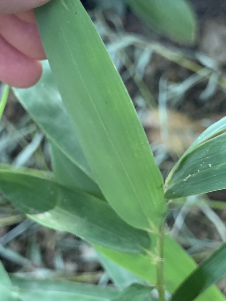 Underside of leaf