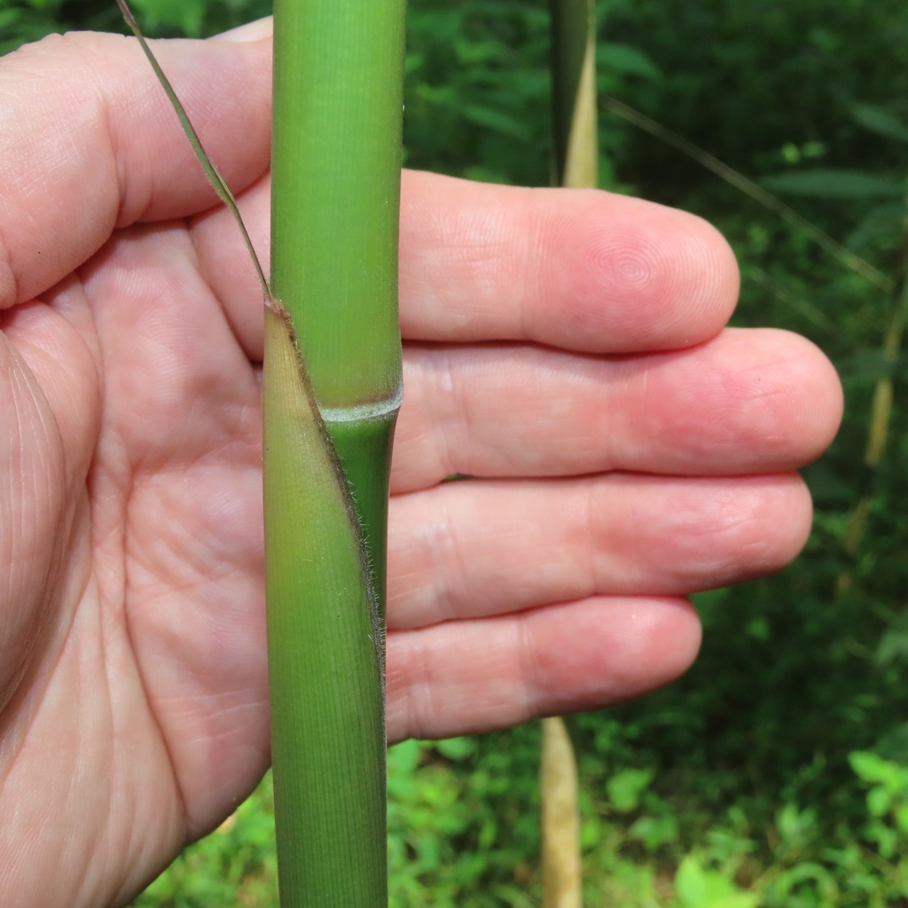 Culm with node and leaf sheath