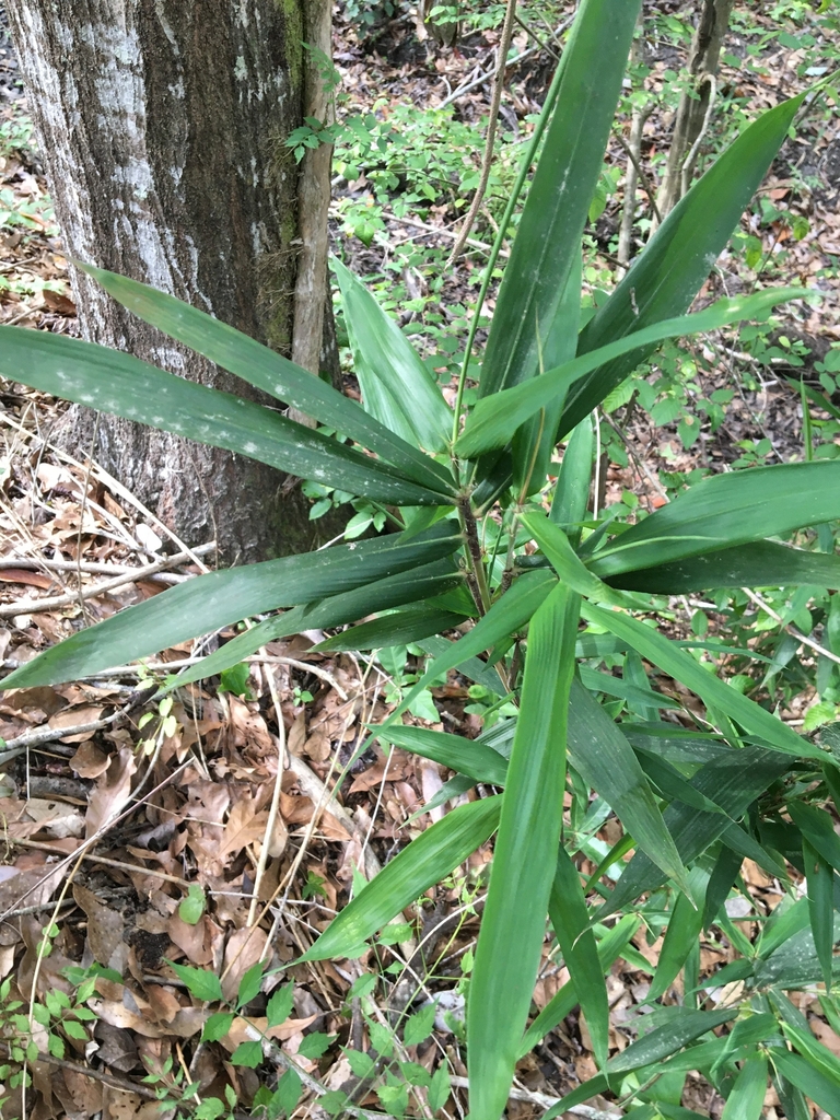 Form