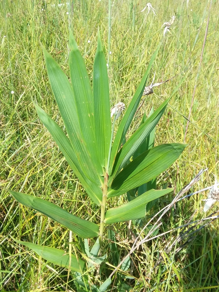 "Top-knot" of leaves