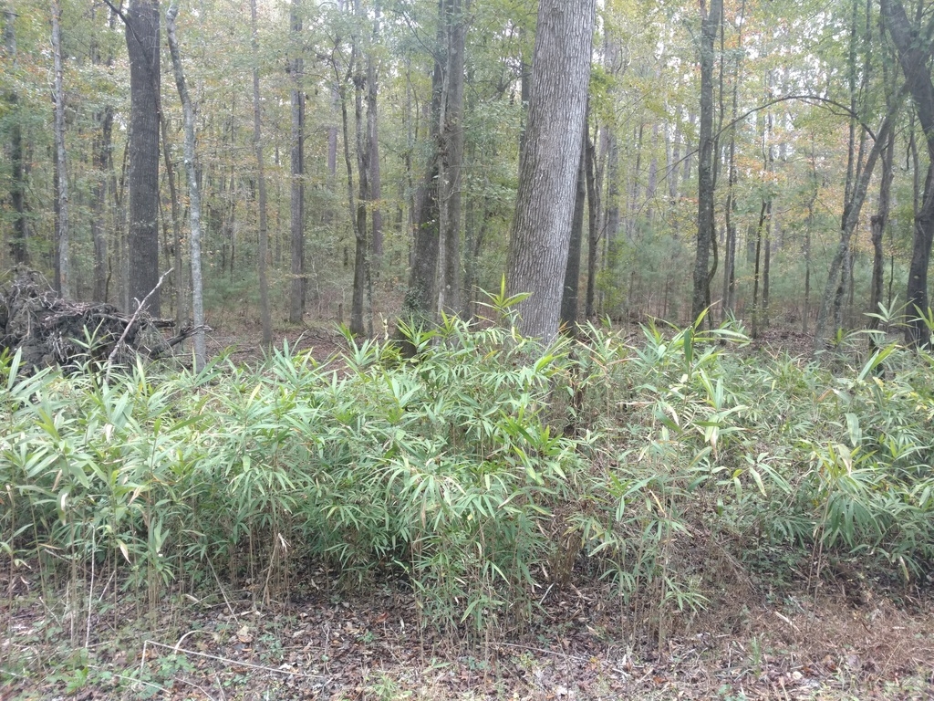 Native habitat